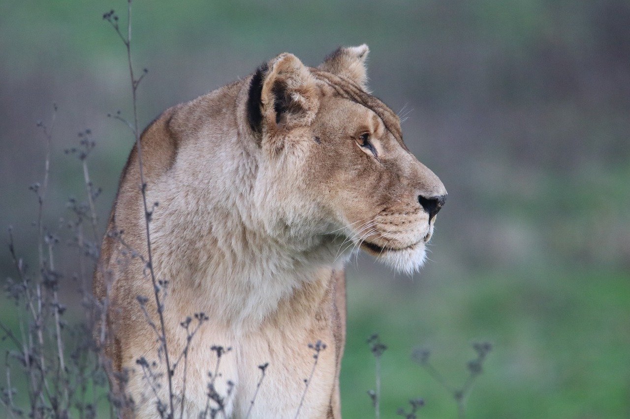 What is Biodiversity and Why Is It Important?